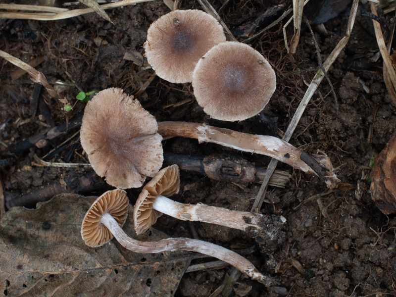 Cortinarius decipiens